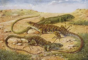 Ocellated: Green and Ocellated Lizard