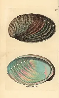 Haliotis: Green ormer sea snail or abalone, Haliotis tuberculata