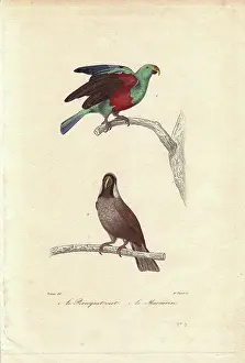 Travies: Green parrot, Psittacus viridis, and extinct