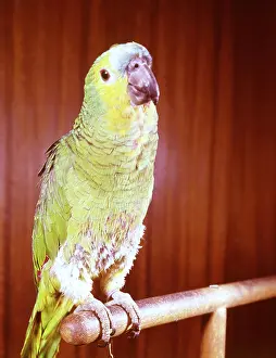 Parrott: GREEN PARROTT