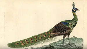 Pavo: Green peafowl, Pavo muticus