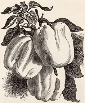 Pepper: Green pepper