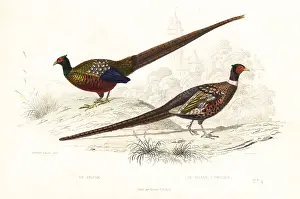 Achille Richard: Green pheasant and common pheasant