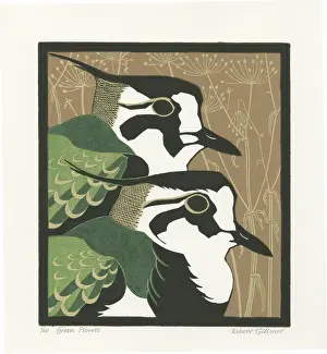 Plovers: Green Plovers - Lapwings