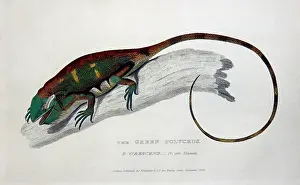 Cuvier: Green Polycrus (P.virescens)