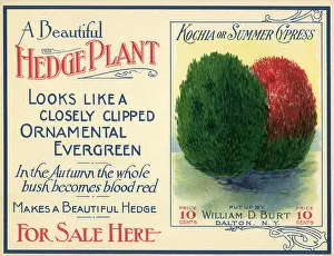 Cypress: Green and Red Hedge Plant