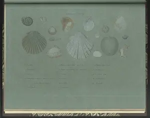 Depictions: Green Sand fossils