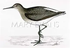 Totanus: GREEN SANDPIPER (MORRIS)
