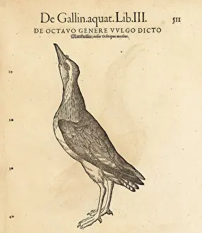 Xylograph: Green sandpiper, Tringa ochropus