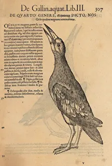 Xylograph: Green sandpiper, Tringa ochropus