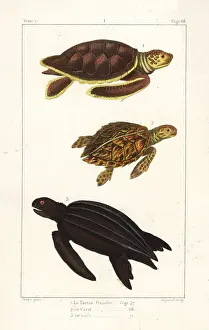 Franche: Green sea turtle, loggerhead and leatherback turtles