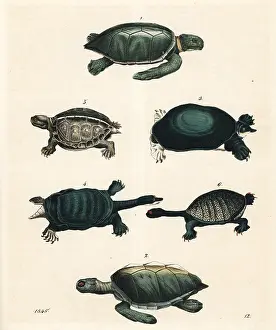 Denticulata: Green sea turtle, loggerhead turtle, soft-shelled