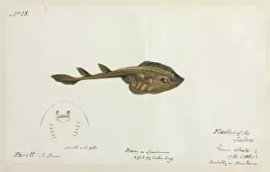 Elasmobranch: Green skate illustration