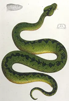 Viper: GREEN SNAKE/ZOOLOGICAL