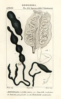 Carini: Green spoonworm, Bonellia viridis. Bonellia verde