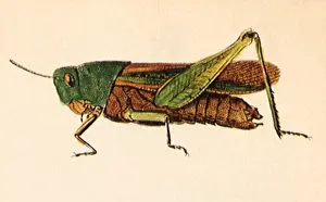 Anthropods: Green-Striped Locust