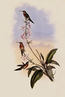 Hermit: Green-Tailed Hermit, PhaEothornis Viridicaudata