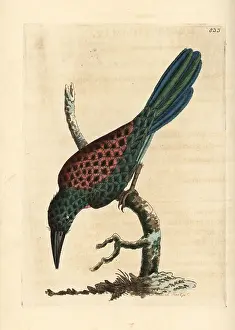 Galbula: Green-tailed jacamar, Galbula galbula