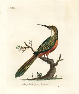Viridis: Green-tailed jacamar, Galbula galbula