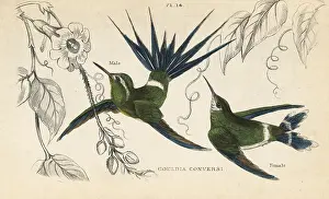 W.c.l: Green thorntail, Discosura conversii