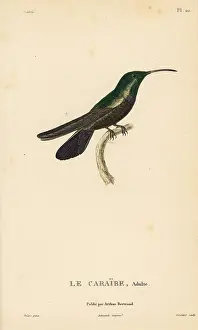 Colibri: Green-throated carib, Eulampis holosericeus. Male adult