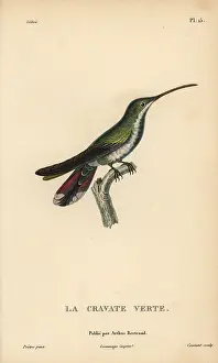 Colibri: Green-throated mango, Anthracothorax viridigula