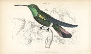 Trochilus: Green-throated mango, Anthracothorax viridigula