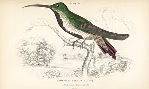 Trochilus: Green-throated mango, Anthracothorax viridigula, young