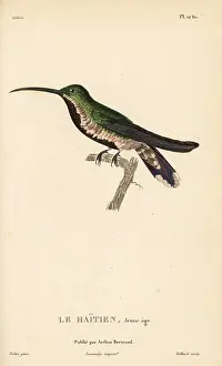 Colibri: Green-throated mango, Anthracothorax viridigula