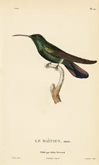 Colibri: Green-throated mango, Anthracothorax viridigula. Adult male