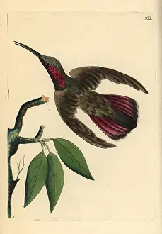 Miscellany: Green-throated mango hummingbird, Anthracothorax viridigula
