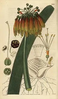Nobilis: Green-tip forest lily, Clivia nobilis