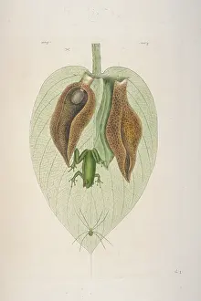 Amphibia: Green Tree Frog
