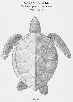 Testudines: Green Turtle