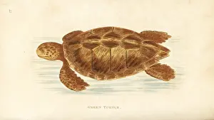 Chelonia: Green turtle, Chelonia mydas. Endangered