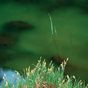 Photographie: Green twig in the water