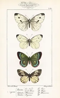 Pauquet: Green-veined white, small white, mountain