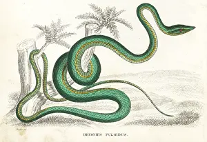 Flatbread: Green vine snake or flatbread snake, Oxybelis fulgidus