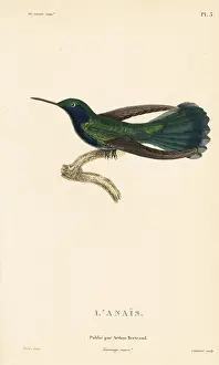 Colibri: Green violetear, Colibri thalassinus