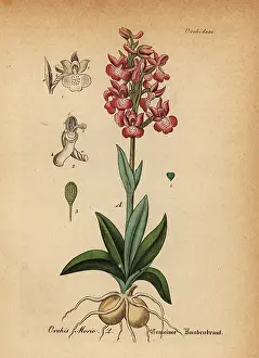 Artus: Green-winged orchid, Anacamptis morio