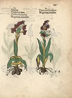 Orchis: Green-winged orchid, Orchis morio