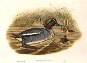 Murky: Green-Winged Teal