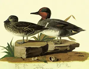 Teal: Green-Winged Teal, Anas carolinensis