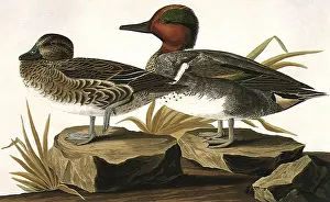 Amid: Green-Winged Teals
