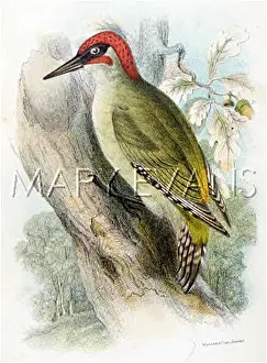 GREEN WOODPECKER 1896