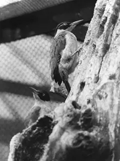 Woodpeckers: GREEN WOODPECKER