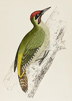 GREEN WOODPECKER