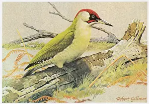 Green Woodpecker