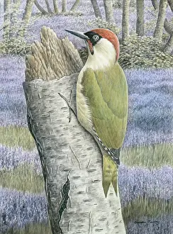Turvey: Green Woodpecker with Bluebells