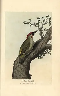 Picus: Green woodpecker, Picus viridis